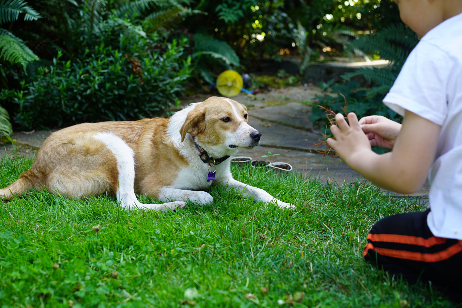 Dog 1