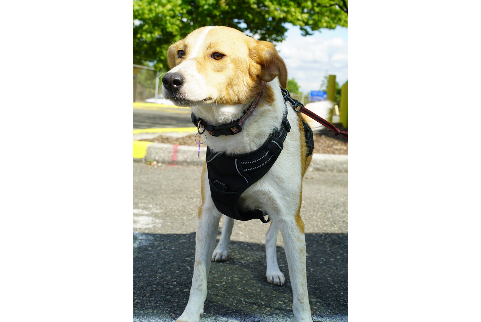 Dog 1